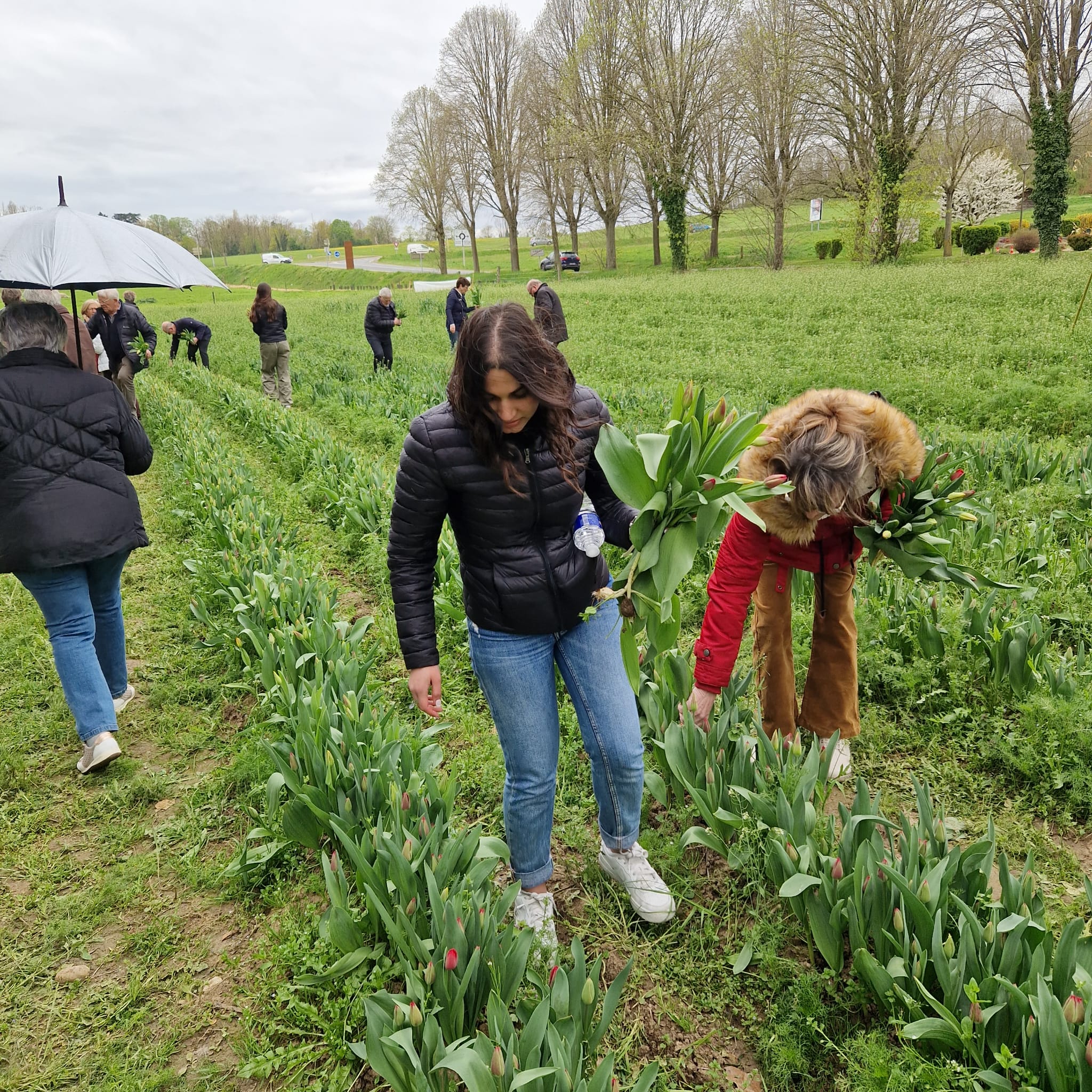 Fin de l’opération “tulipes contre le cancer”